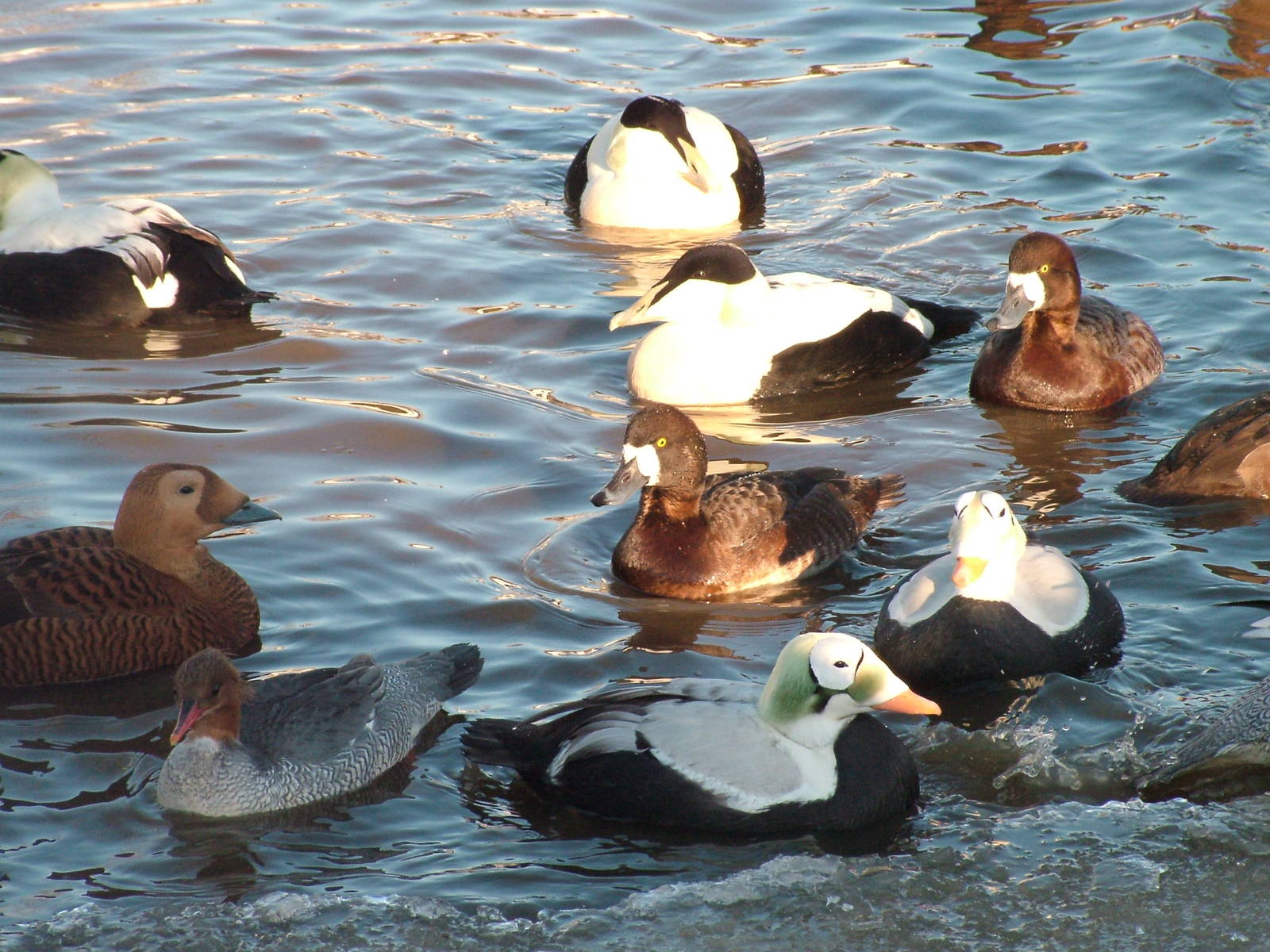 Mixed Waterfowl, Blackbrook in the Snow, 03/01/10