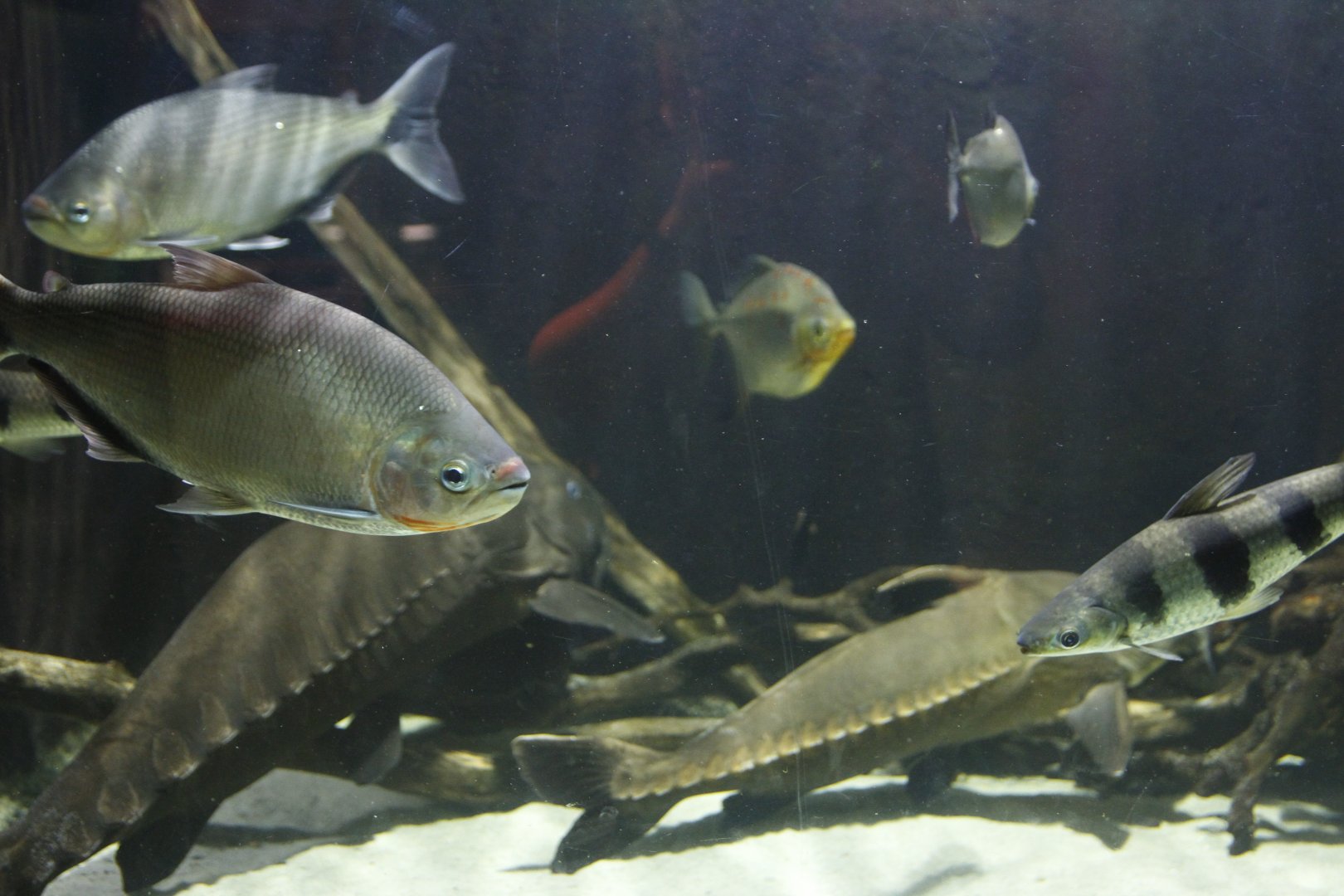 Mixture of species in the large Amazon basin tank