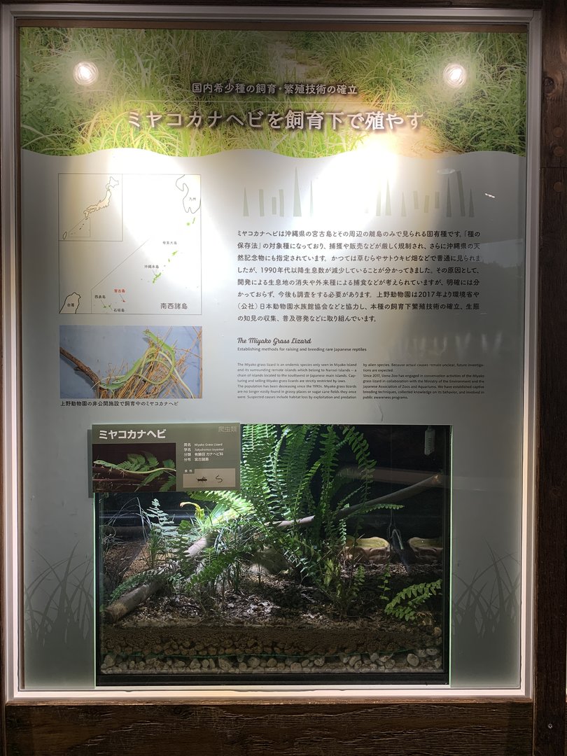 Miyako Grass Lizard Exhibit