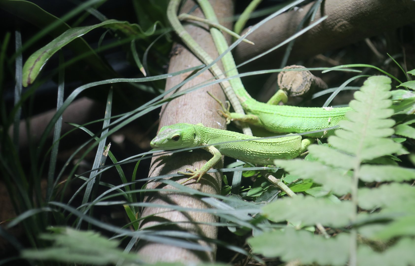 Miyako Grass Lizard (Takydromus toyamai)