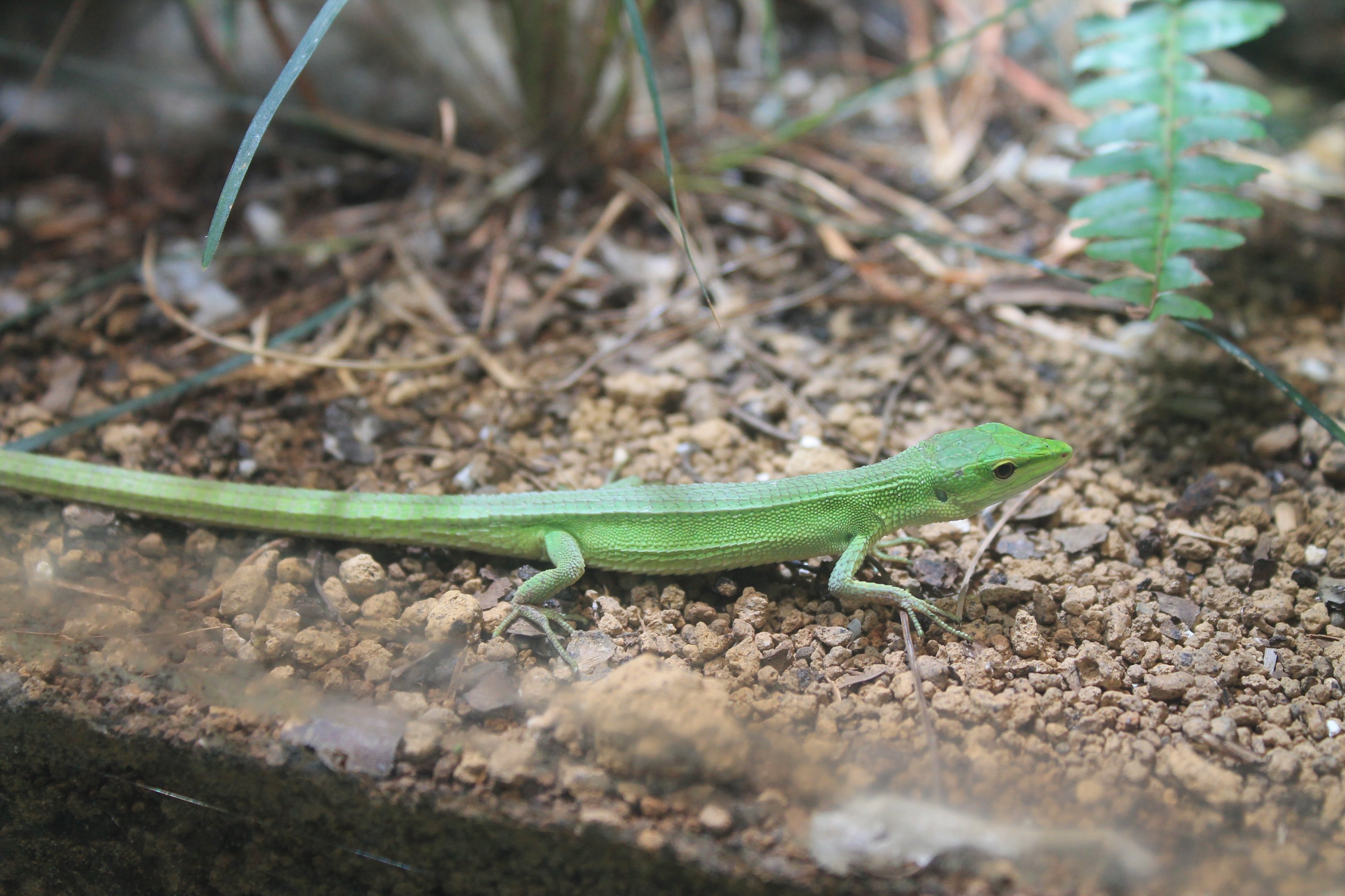 Miyako Grass Lizard (Takydromus toyamai)