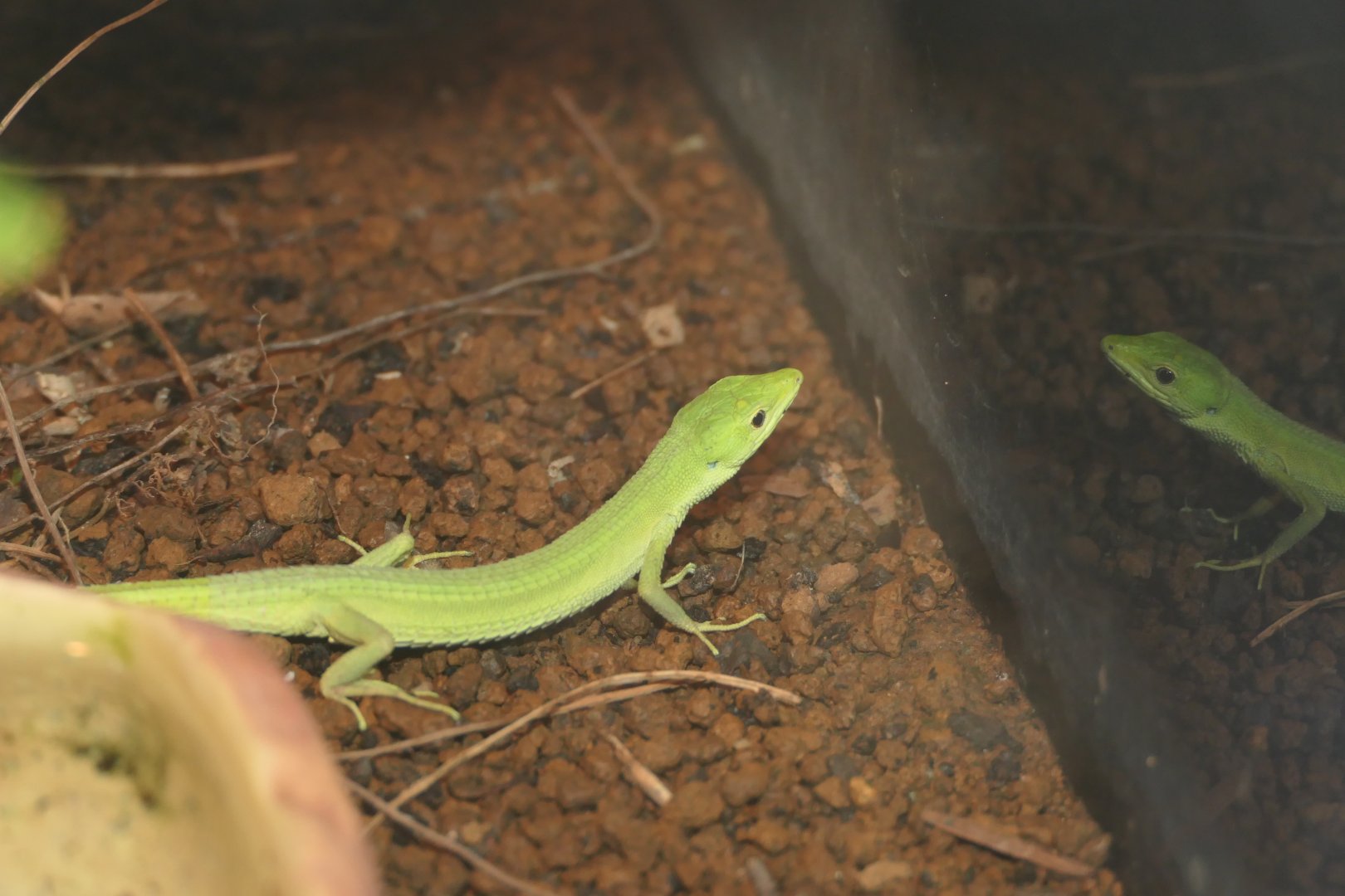 Miyako Grass Lizard (Takydromus toyamai)