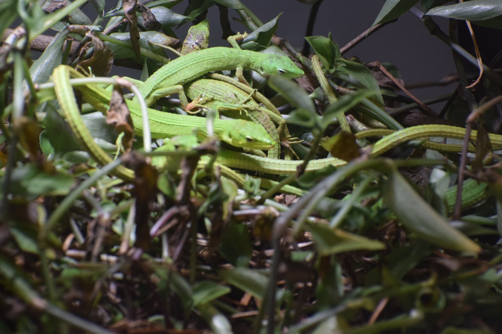 Miyako grass lizard