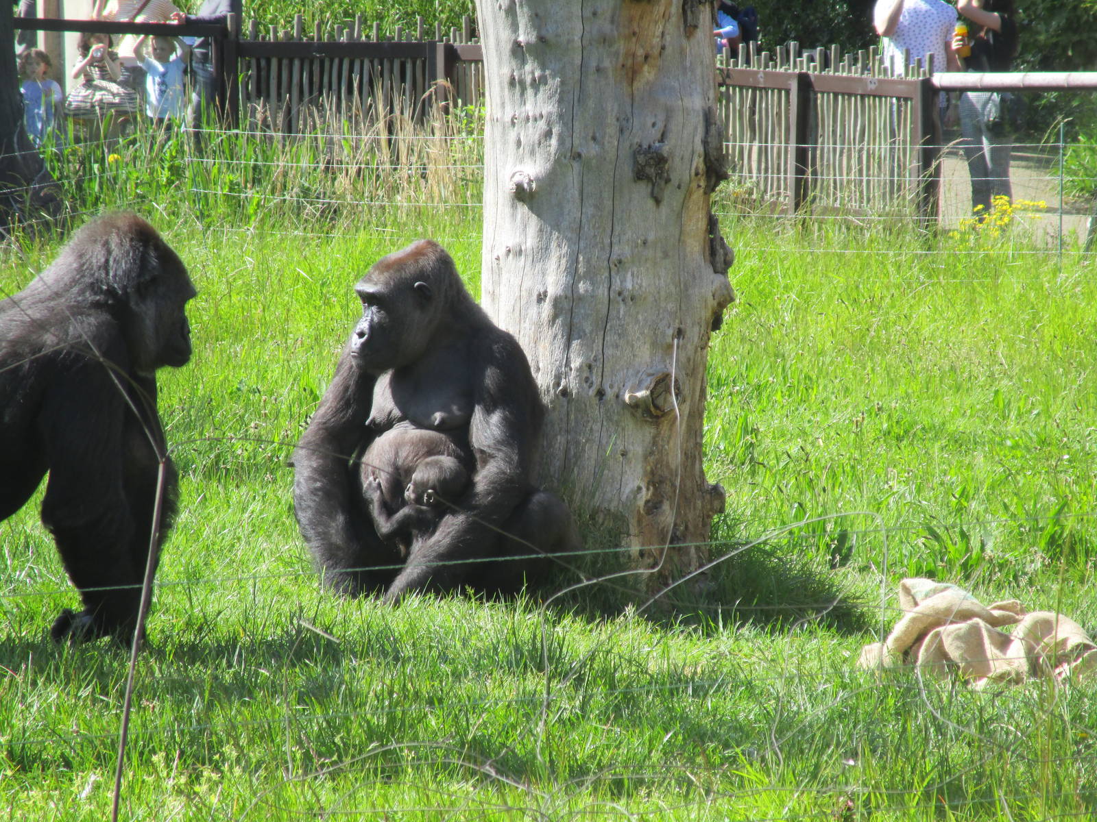 Mjukuu, Alika and Effie