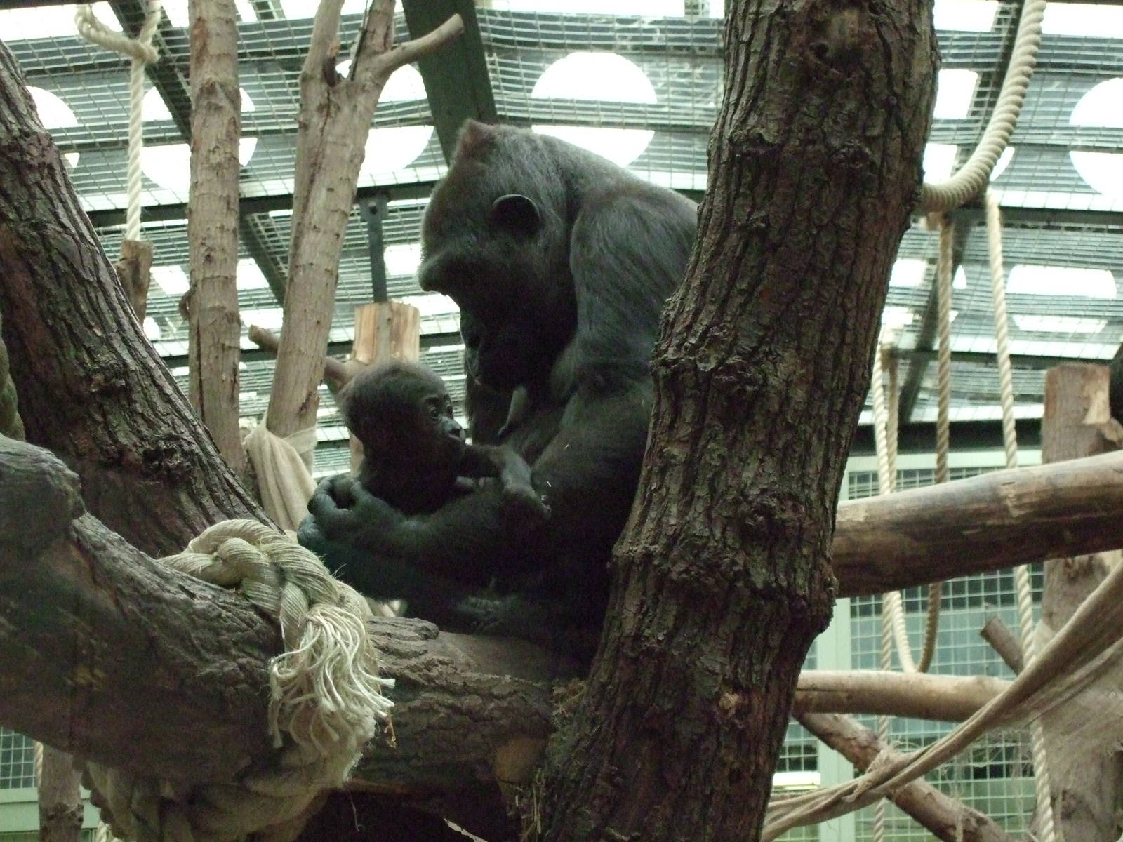 mjukuu and baby gorilla