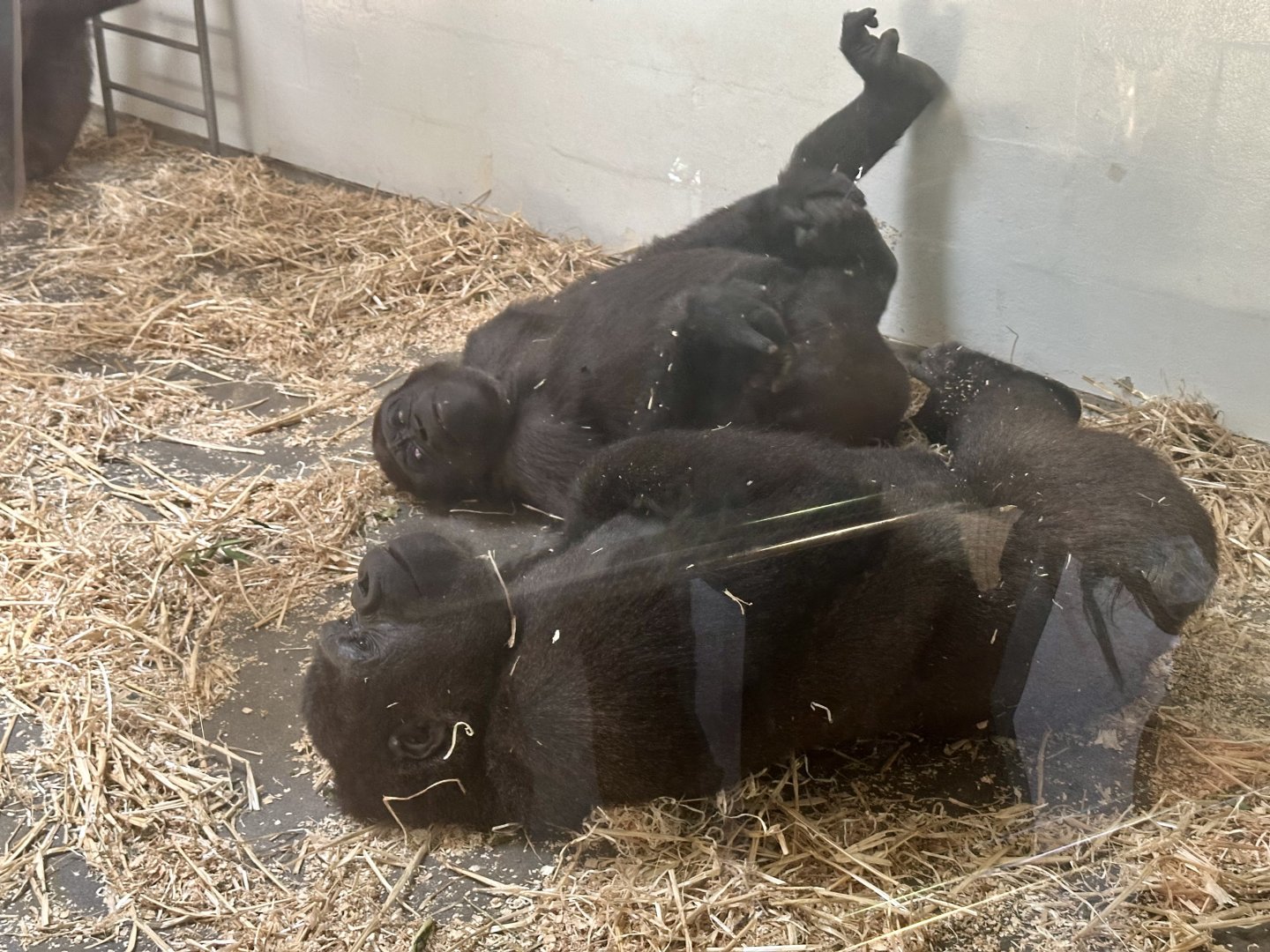 Mjukuu and Mwamba (Western Lowland Gorillas)