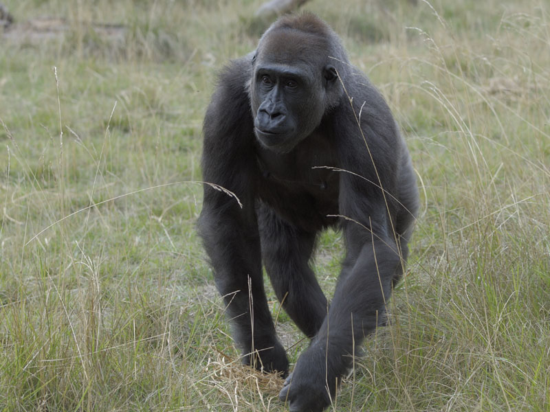 Mjukuu - pregnant lowland gorilla