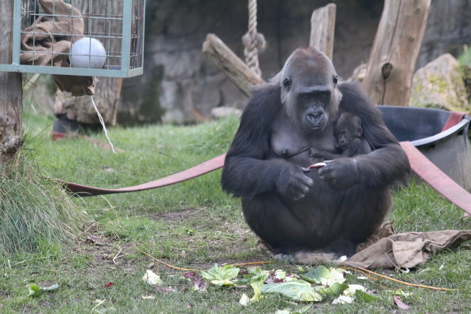 Mjukuu with her baby (Western Lowland Gorilla)