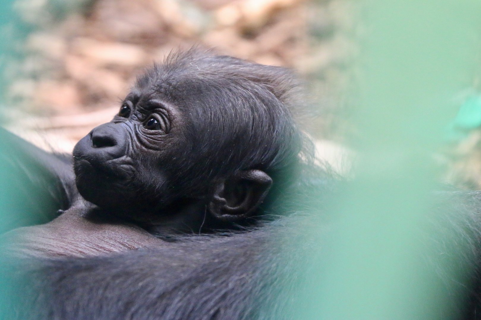 Mjukuu's baby, 2024-03-03