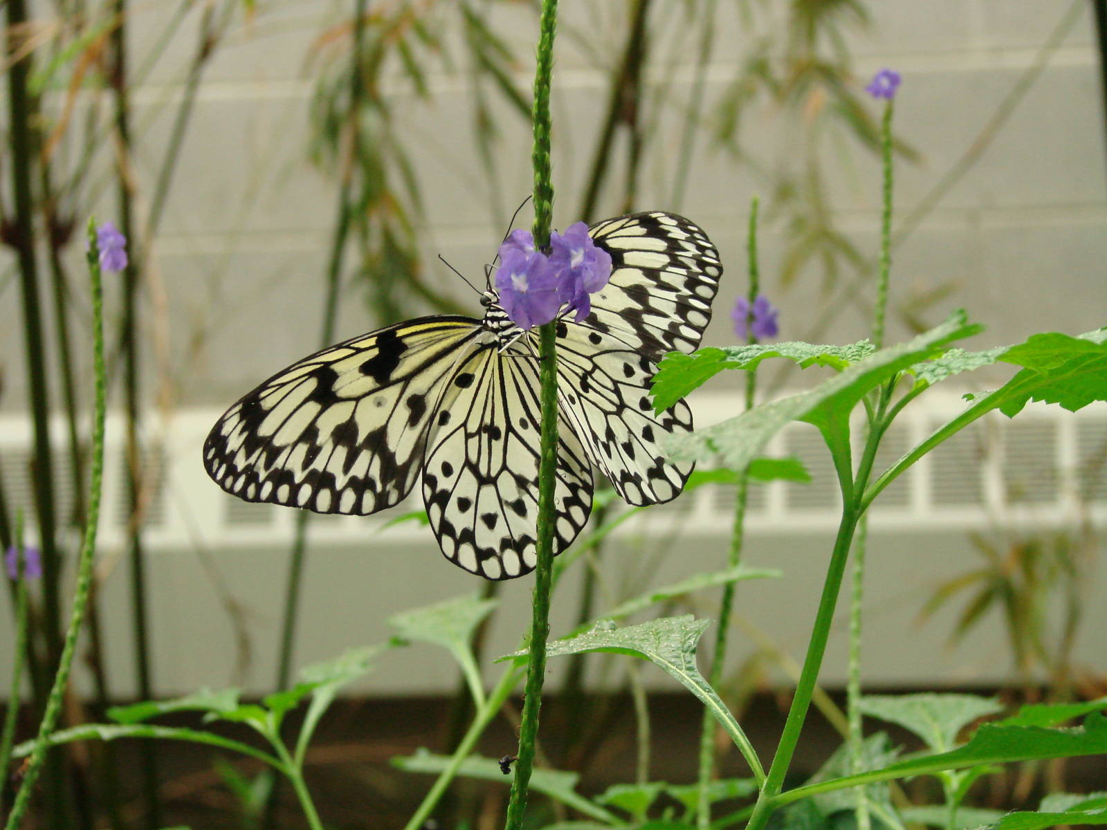 Mmm, nectar - Wings of Paradise