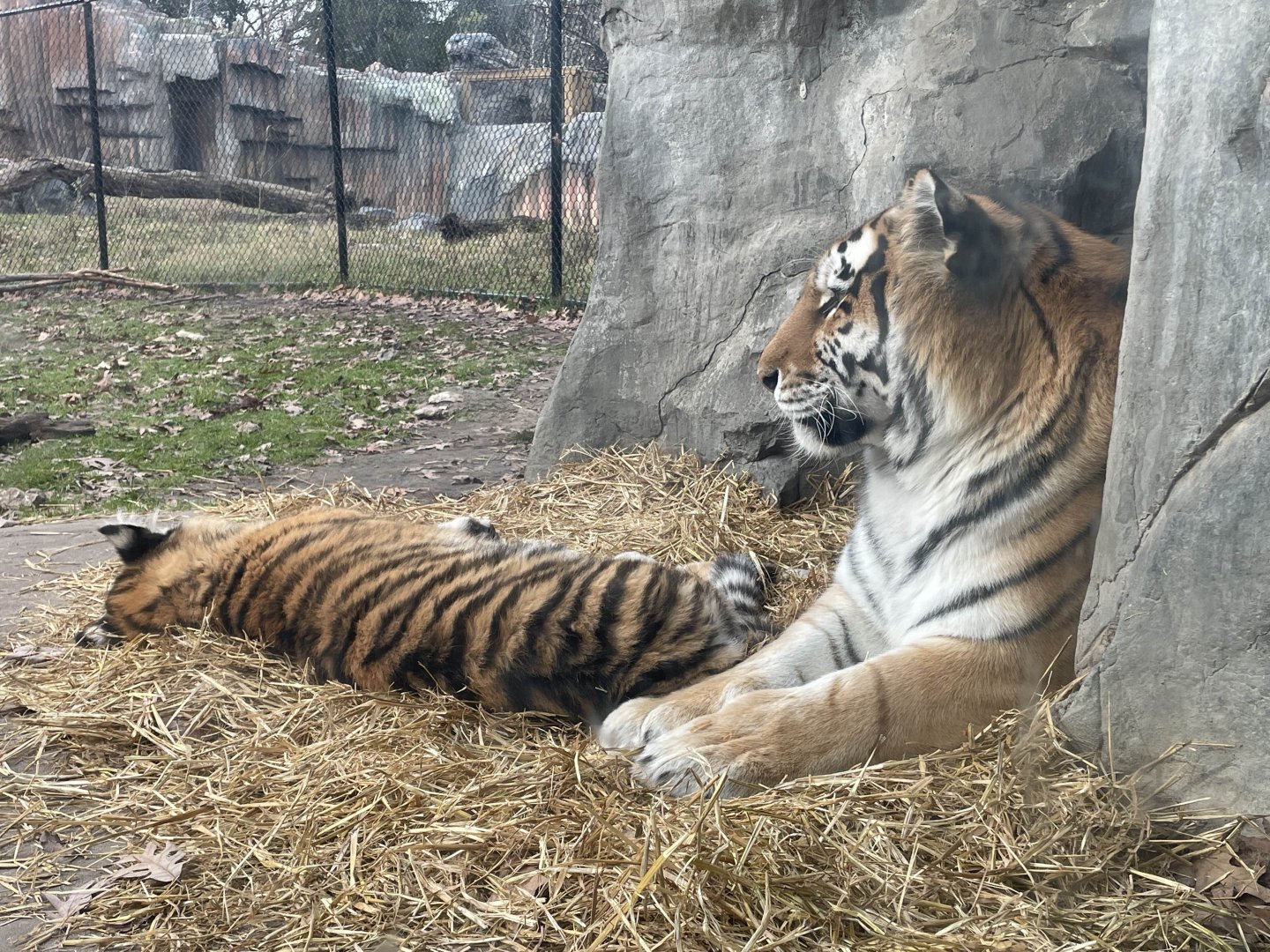 MN Zoo - Amur Tiger and Cub