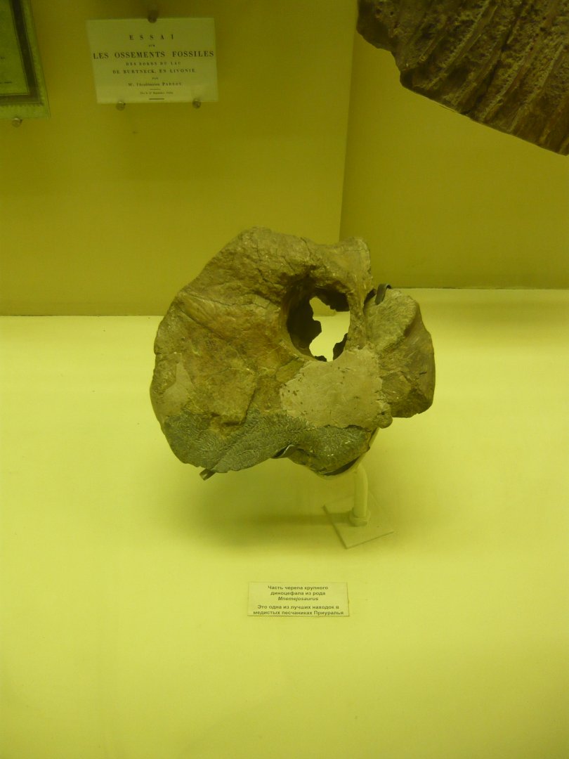 Mnemeiosaurus skull fragment