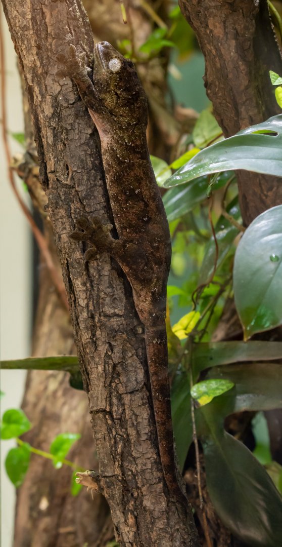 Mniarogekko chahoua? - Tierpark Berlin