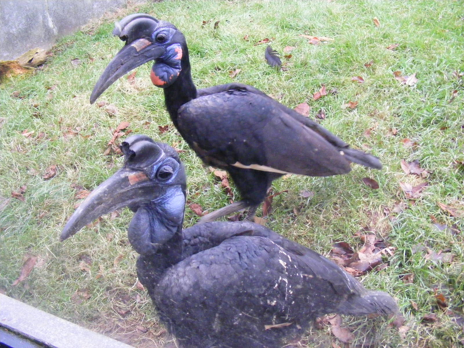 Mo and Dax the Abyssinian ground hornbills at Paignton Zoo, 31 December 201
