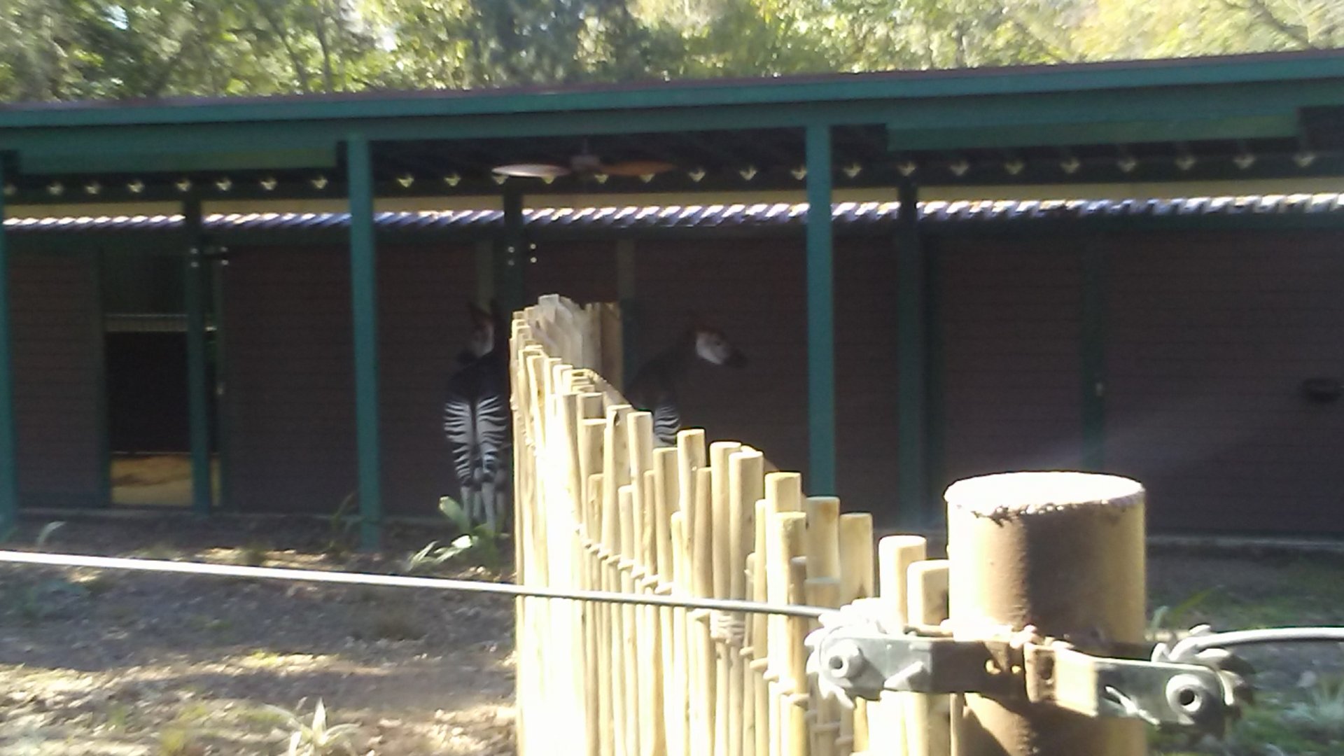 Mo and Forest the okapis