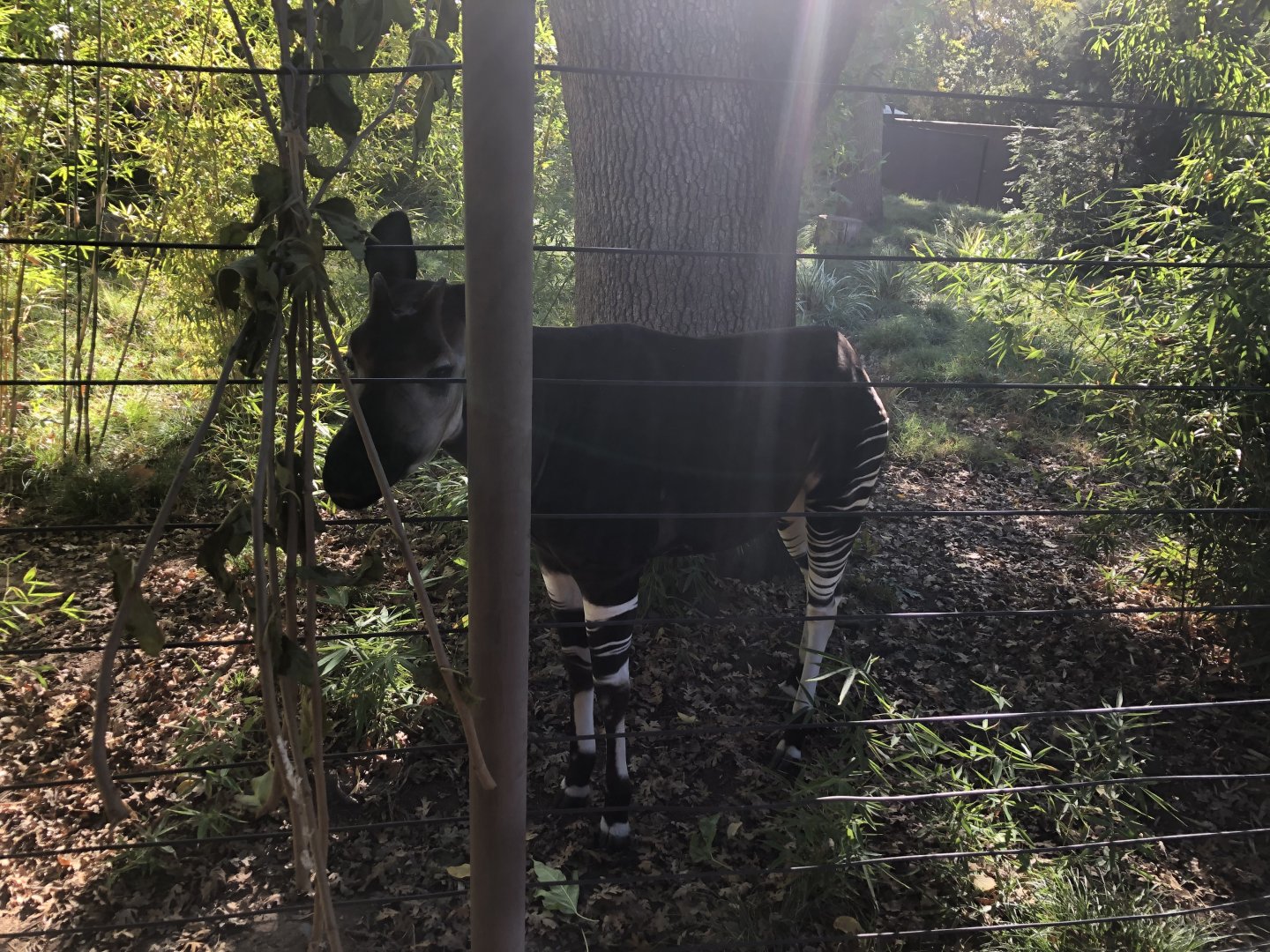 Mo, Okapi, Okapia johnstoni