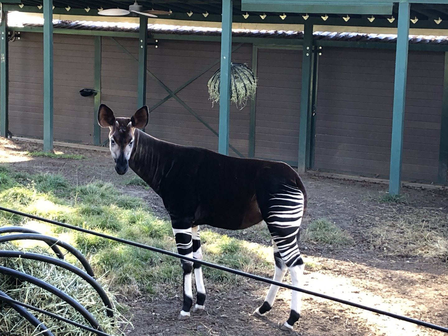 Mo, Okapi