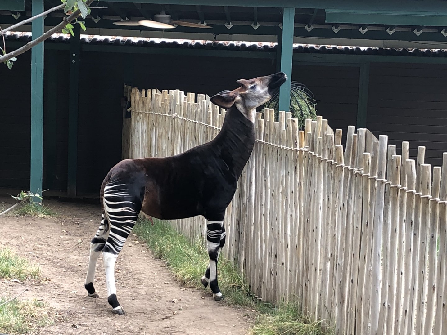 Mo, Okapi