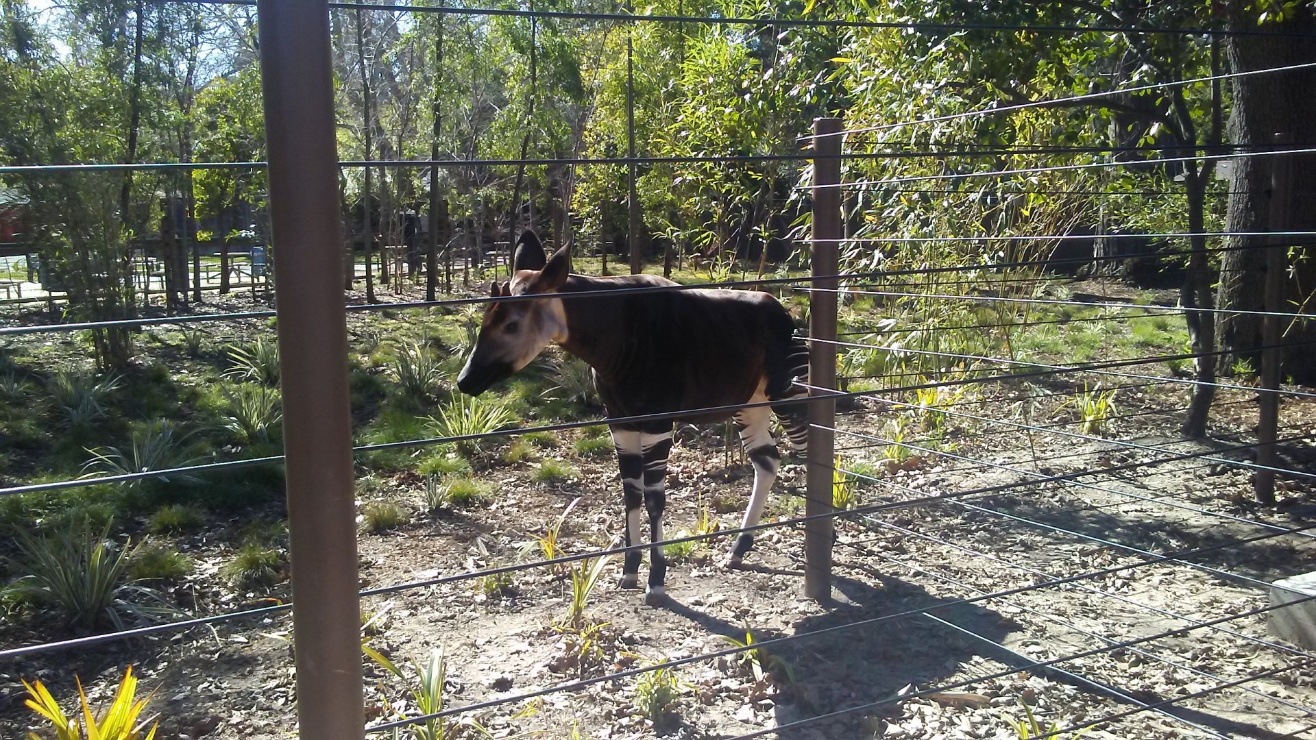 Mo the okapi