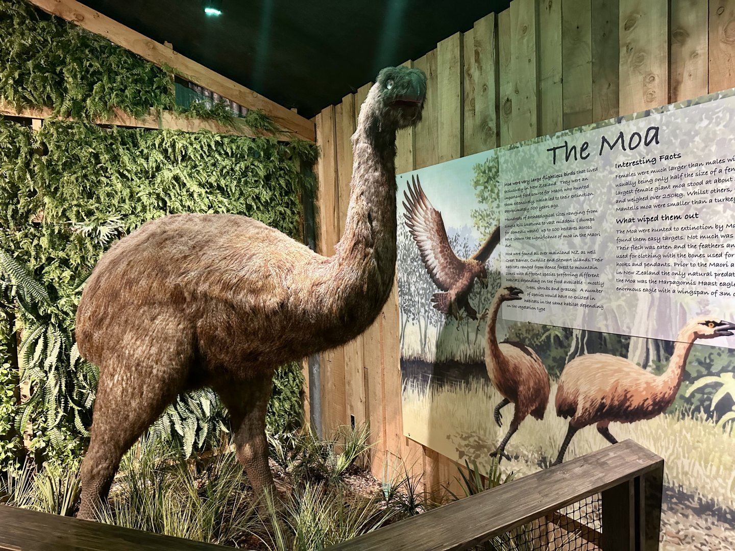 Moa Exhibit