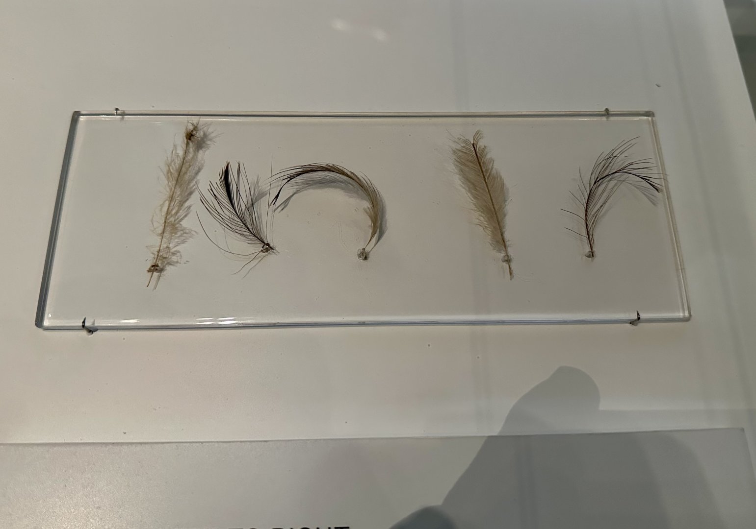 Moa Feathers