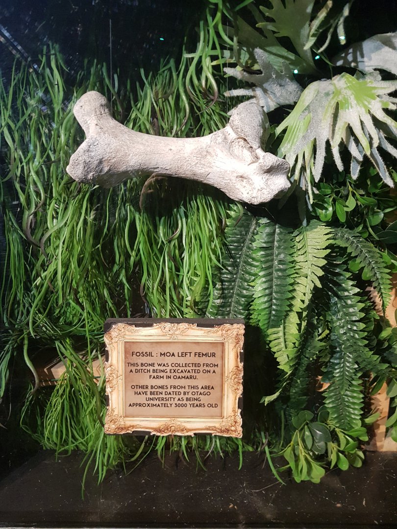 Moa Femur