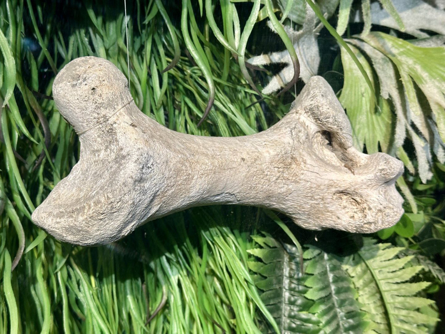 Moa Femur