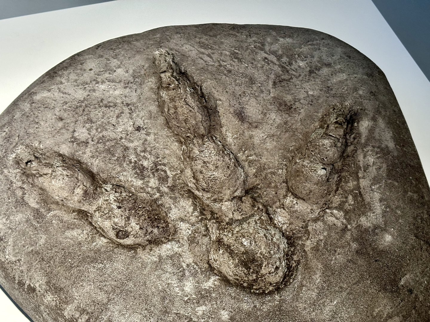 Moa (Footprint) - Model