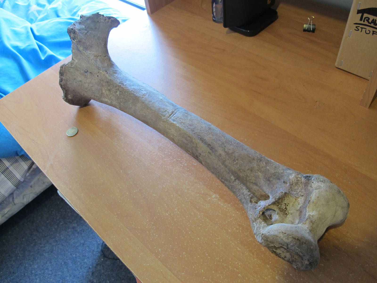 Moa Leg Bone