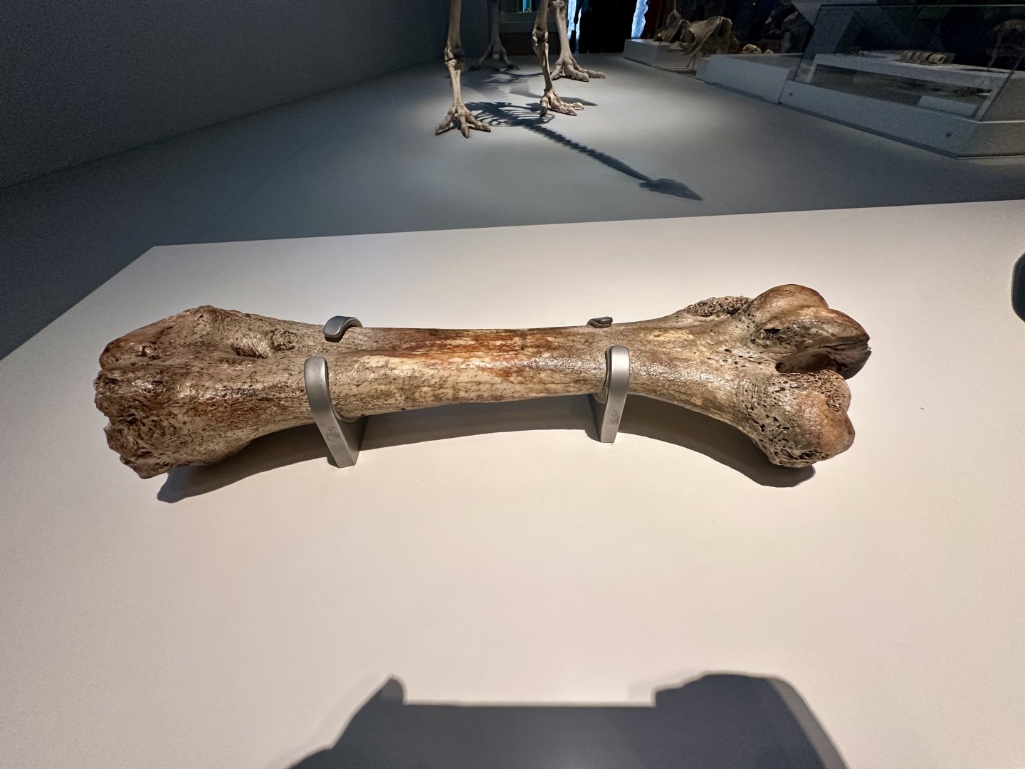 Moa (Leg Bone)