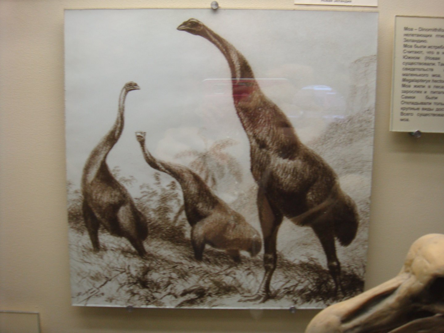Moa reconstruction