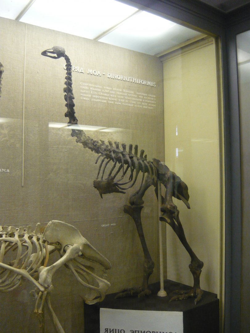Moa skeleton
