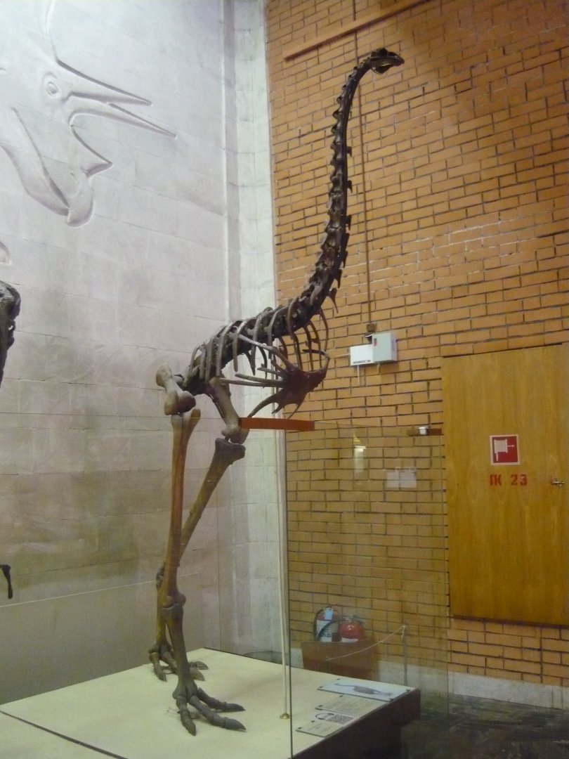 Moa skeleton
