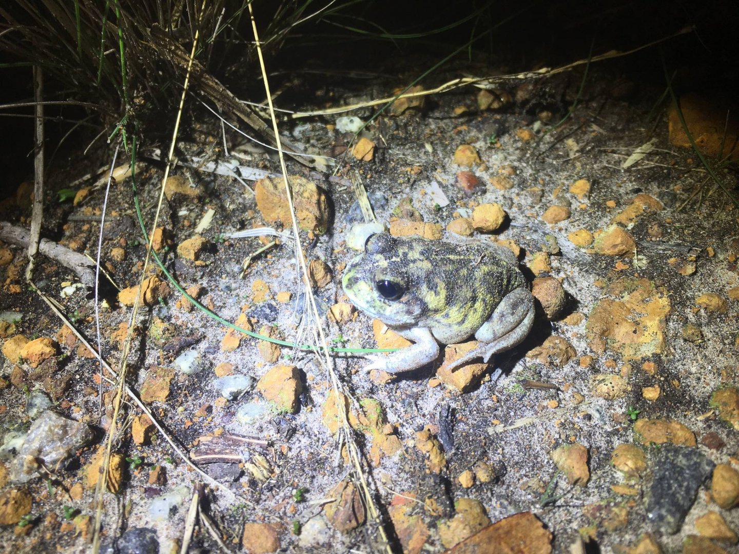 Moaning Frog (Heleioporus eyrei)