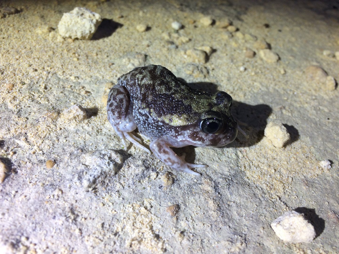 Moaning Frog (Heleioporus eyrei)