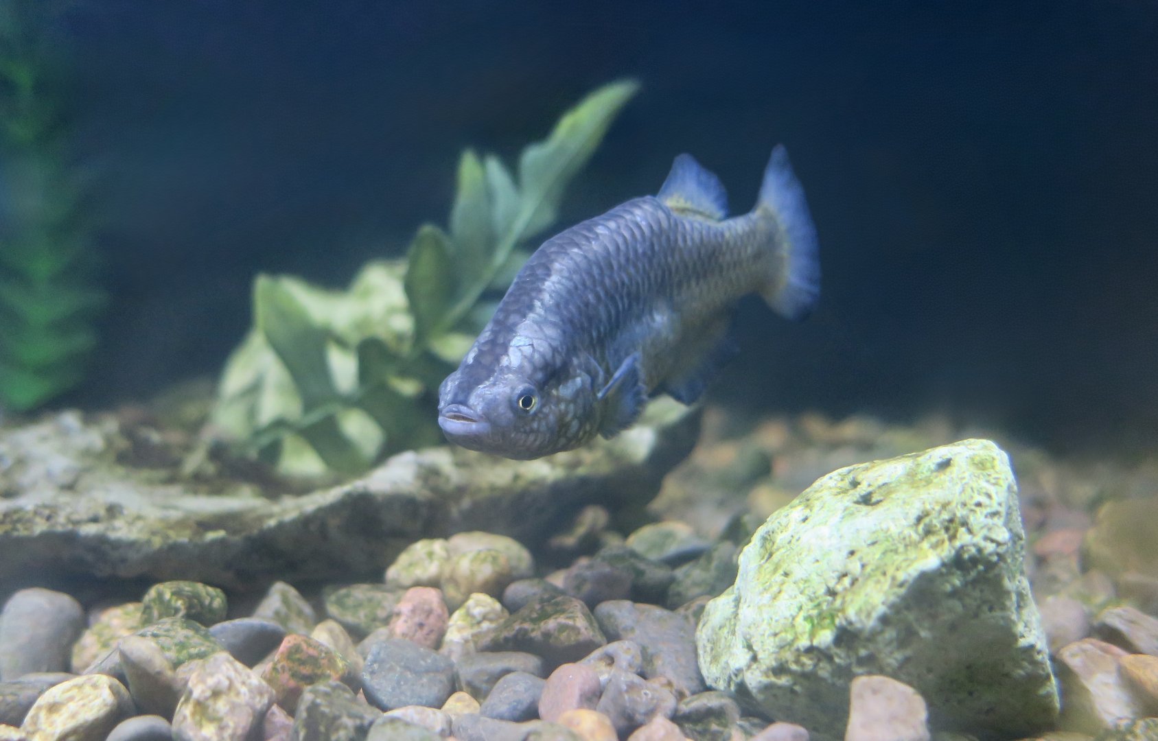 Moapa White River Springfish (Crenichthys baileyi moapae)