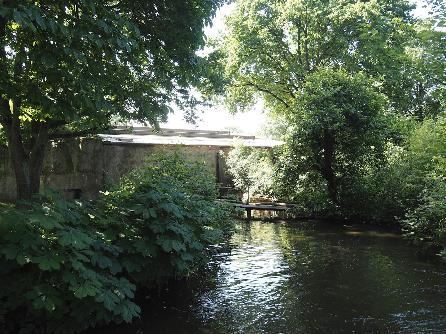 Moat and connections between western lowland gorilla and lion-tailed macaque exhibits, 2024-06-08