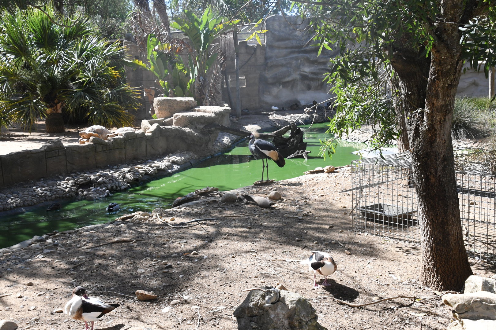 moat separates African Spurred Tortoise exhibit from Siamangs