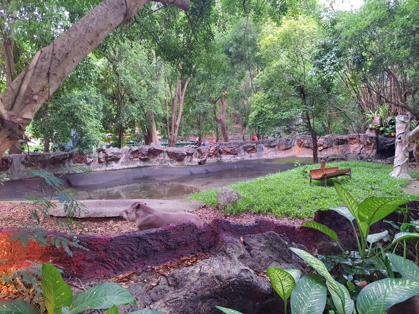 Moat surrounding the Brazilian Tapir exhibit
