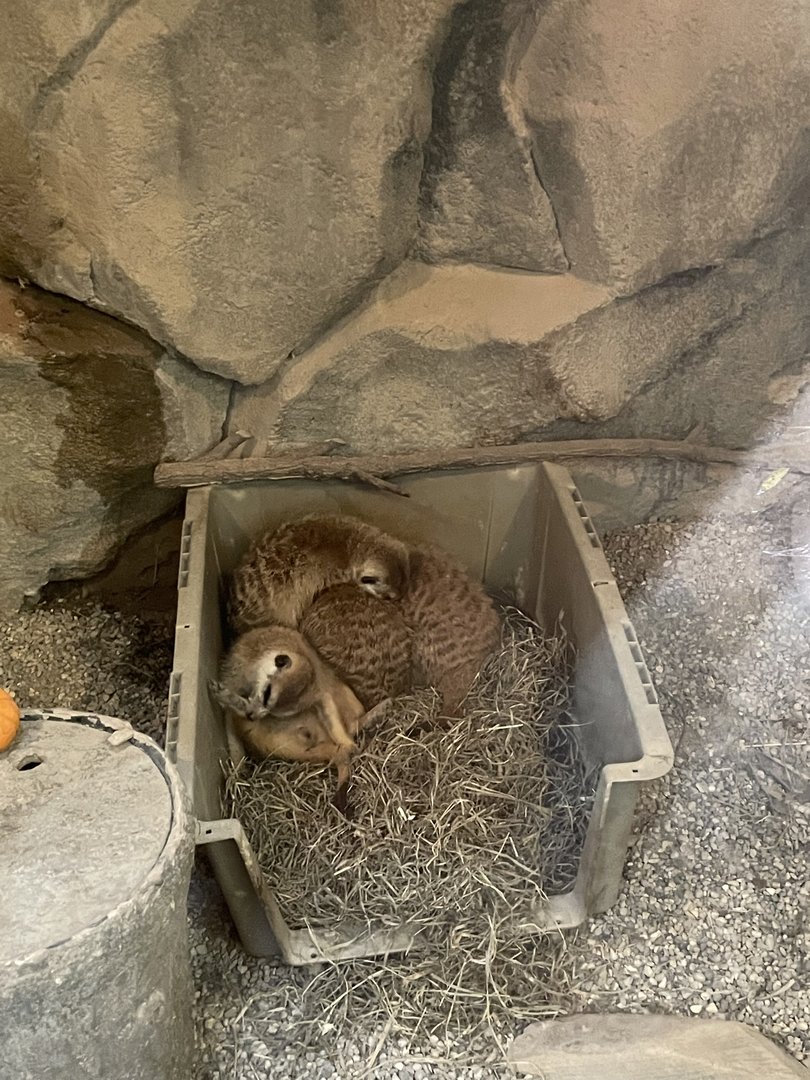 Mob of Meerkats Cuddling
