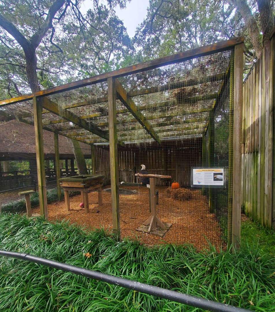 Moccasin Lake (Tampa Bay Raptor Center - 2022) - Bald Eagle exhibit