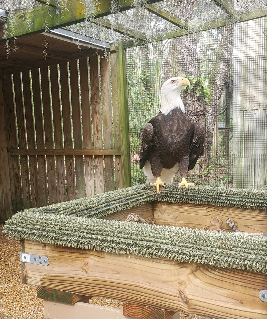 Moccasin Lake (Tampa Bay Raptor Center - 2022) - Bald Eagle