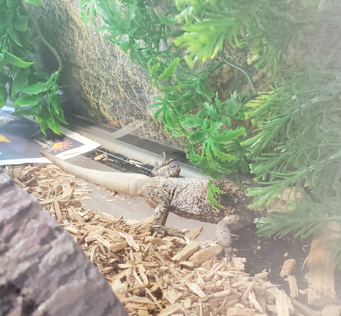 Moccasin Lake (Tampa Bay Raptor Center - 2022) - Common Chuckwalla