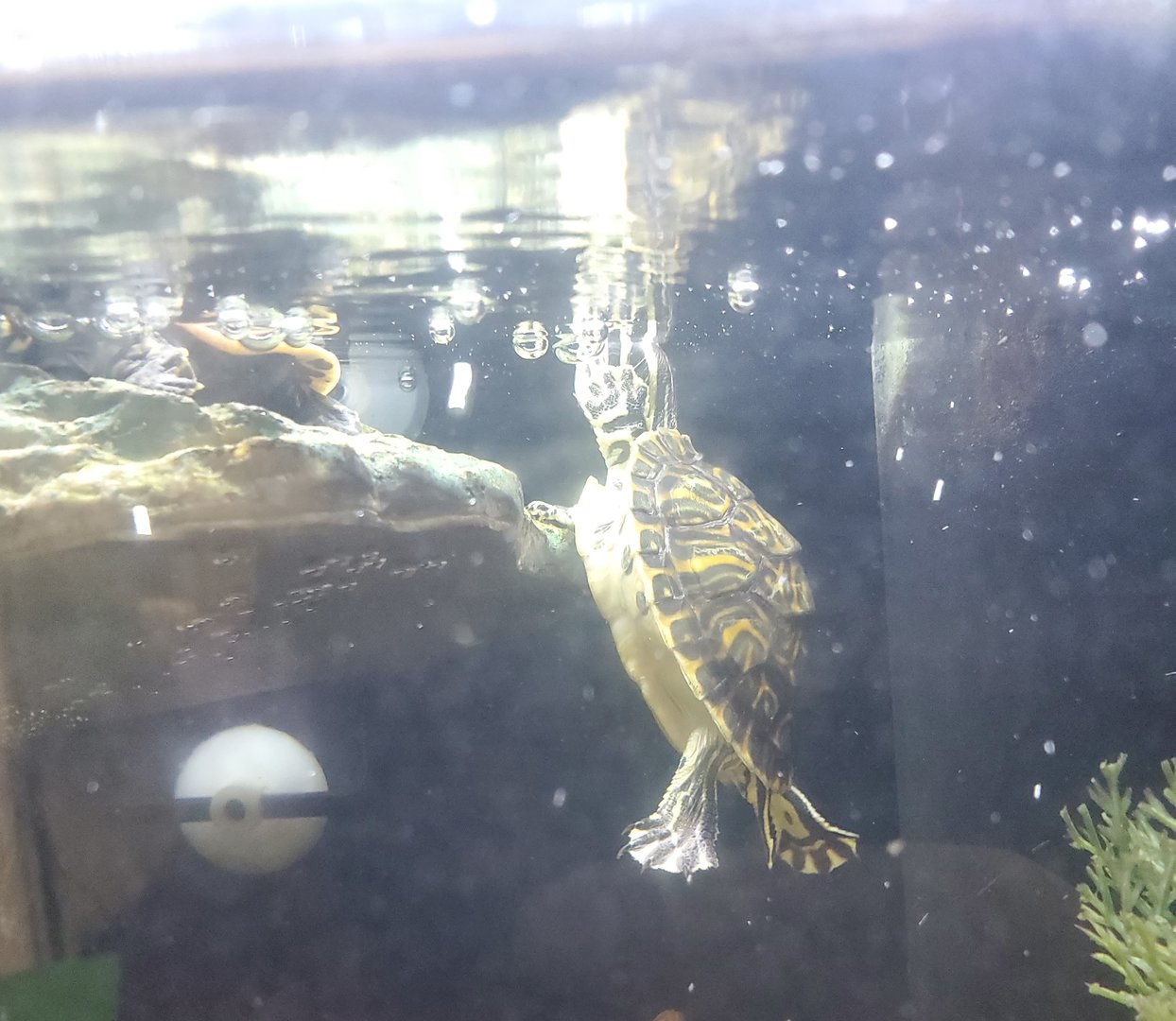 Moccasin Lake (Tampa Bay Raptor Center - 2022) - Florida Cooter