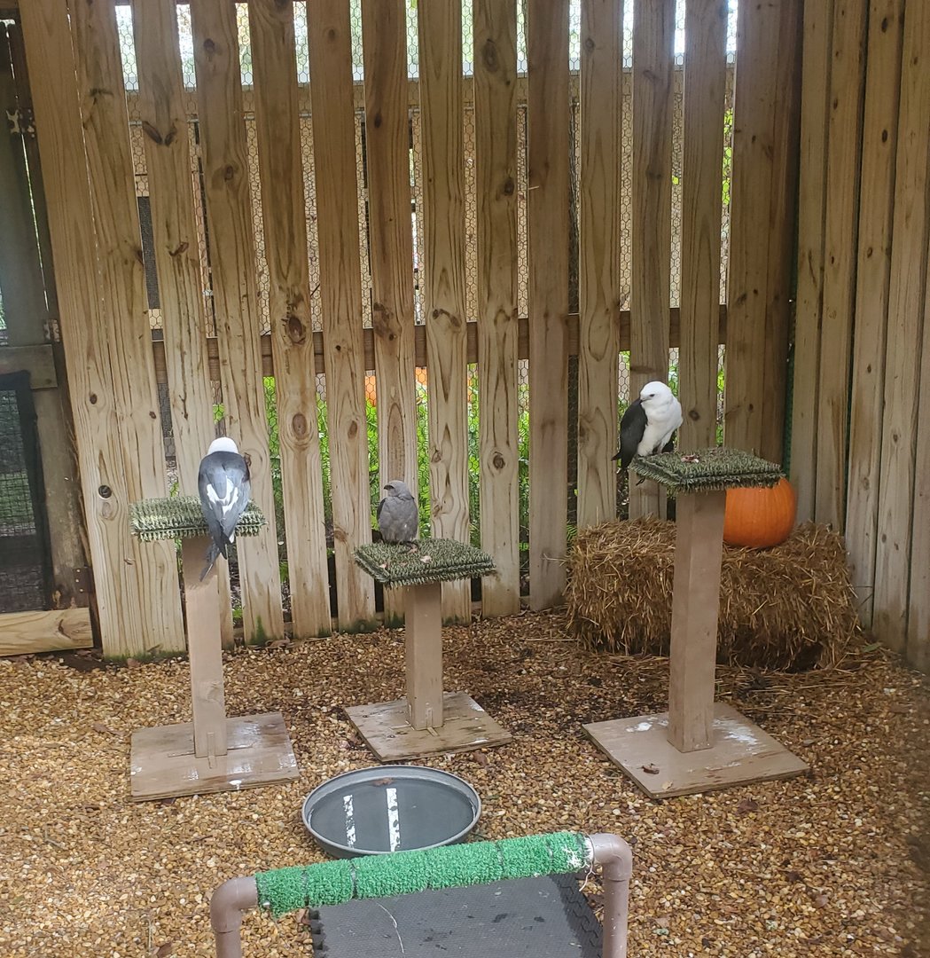 Moccasin Lake (Tampa Bay Raptor Center - 2022) - Kites