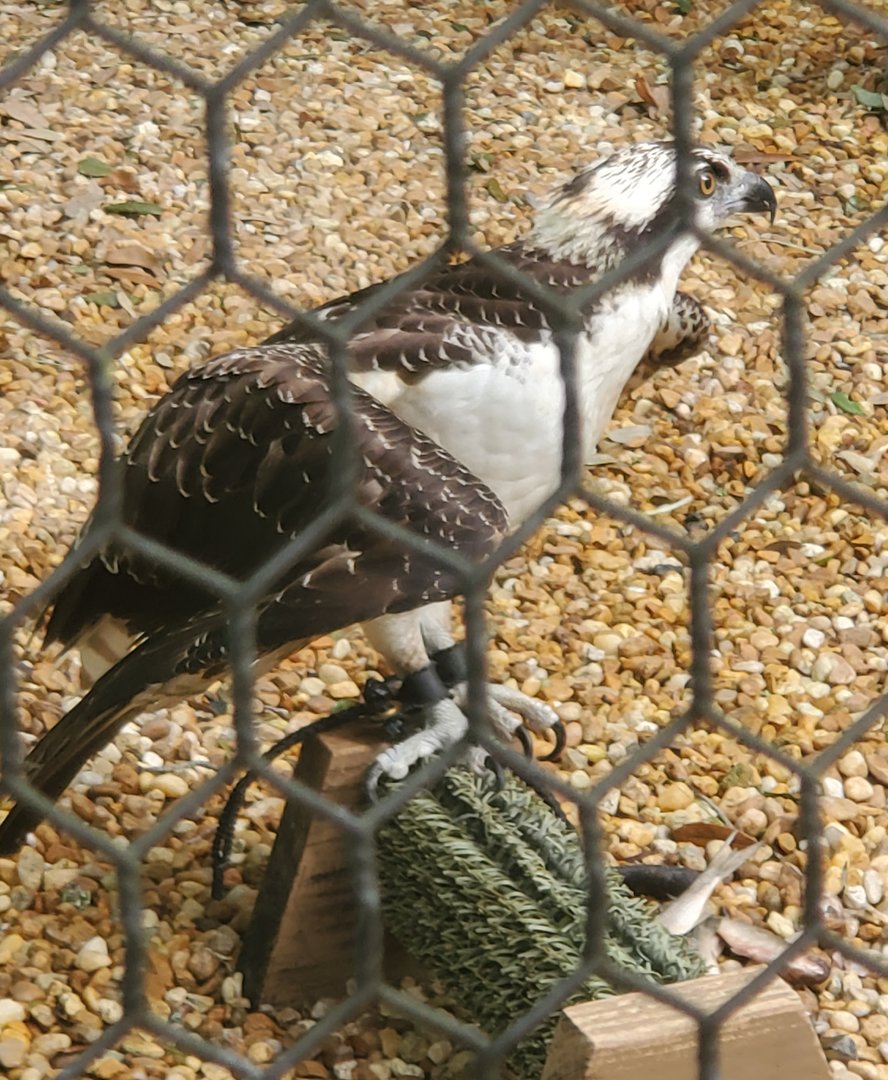 Moccasin Lake (Tampa Bay Raptor Center - 2022) - Osprey
