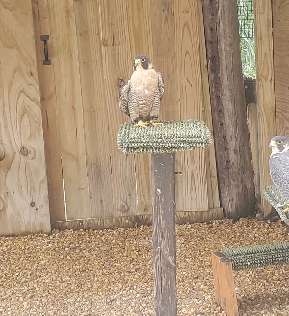 Moccasin Lake (Tampa Bay Raptor Center - 2022) - Peregrine Falcon