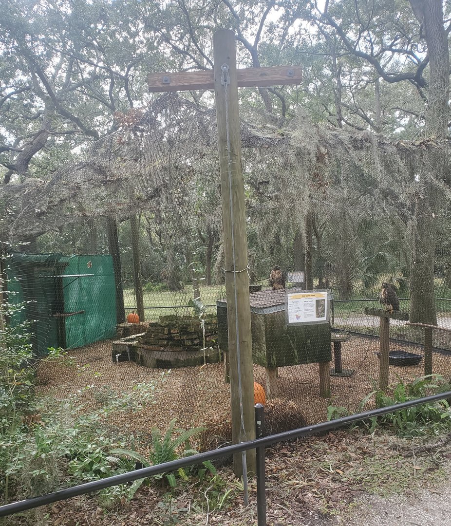 Moccasin Lake (Tampa Bay Raptor Center - 2022) - Red-tailed Hawk exhibit