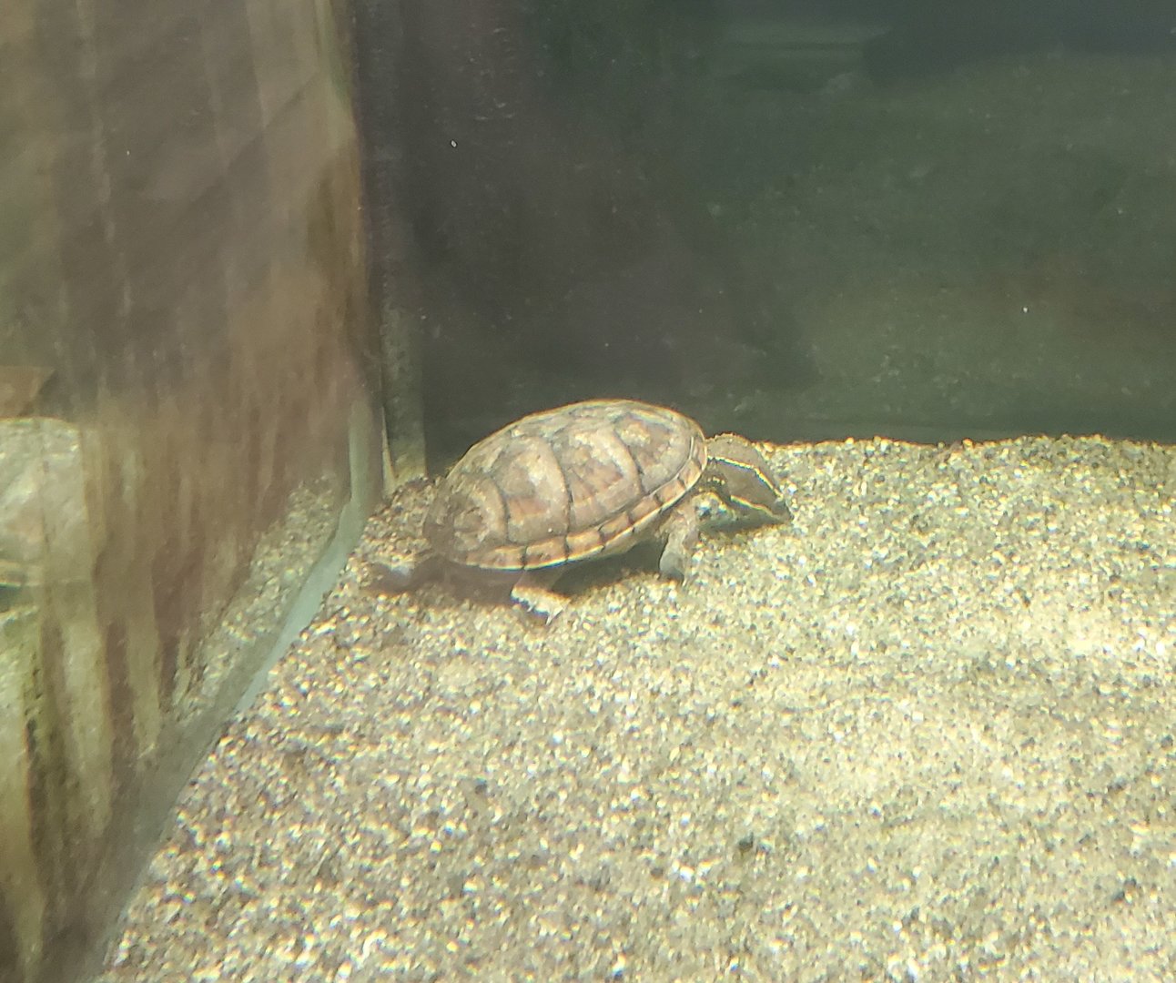 Moccasin Lake (Tampa Bay Raptor Center - 2022) - Striped Mud Turtle