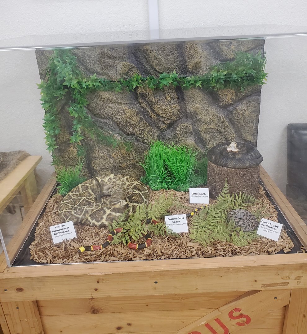 Moccasin Lake (Tampa Bay Raptor Center - 2022) - Venomous snakes of Tampa